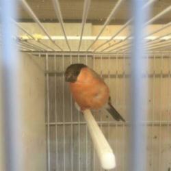 Gezocht alle soorten overige vogels zoals parkieten kanaries