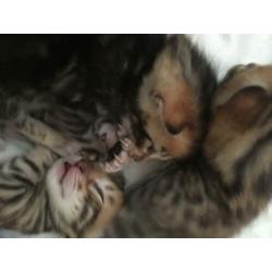 Bengaal kittens