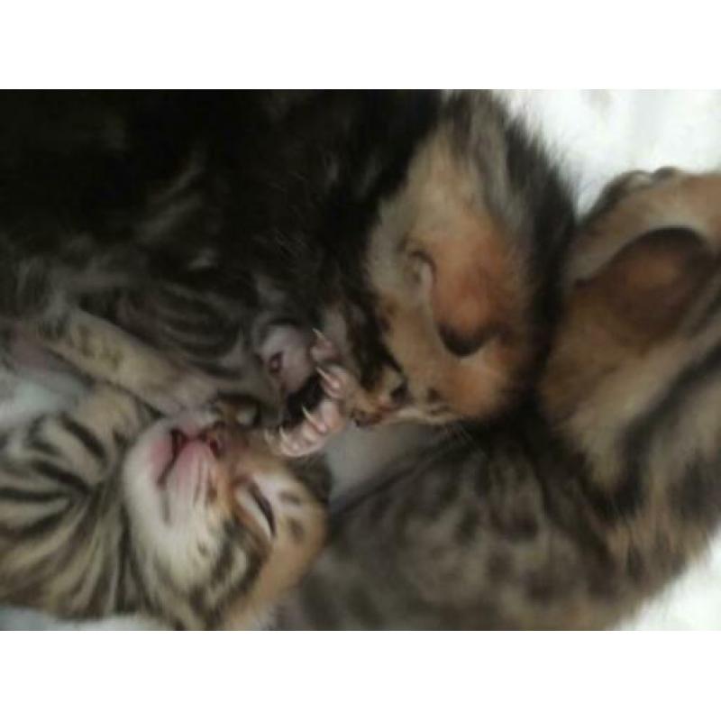 Bengaal kittens