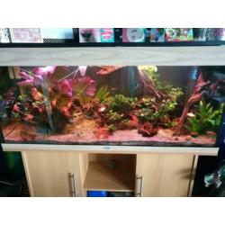 Zeer mooi compleet zoetwater aquarium