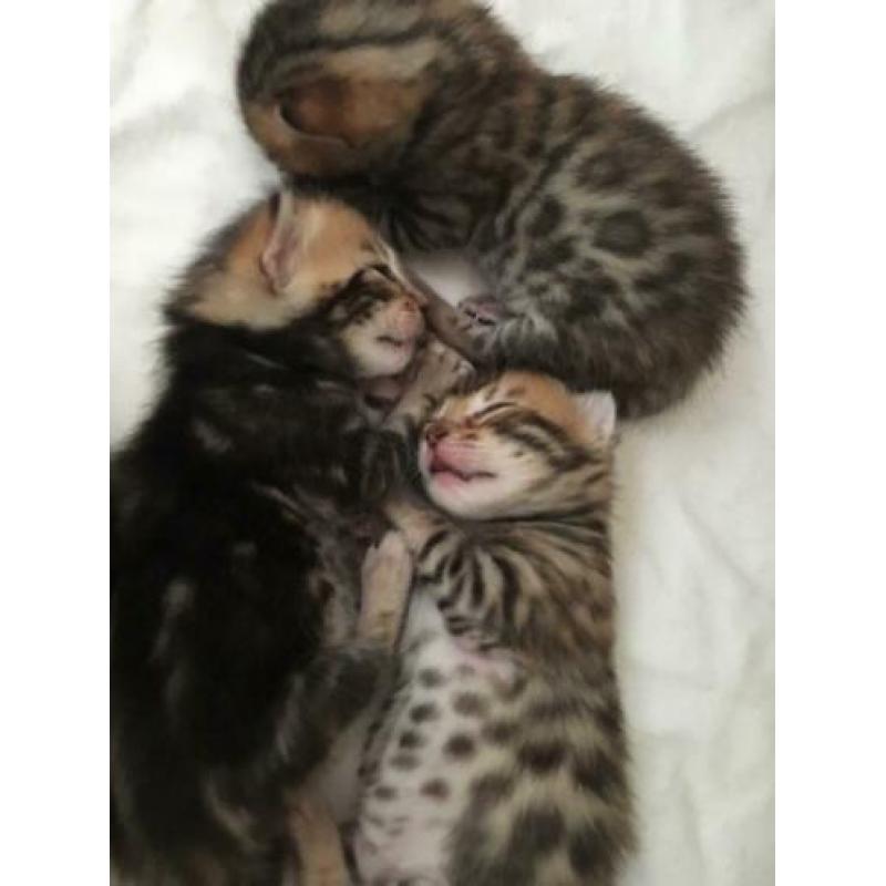 Bengaal kittens