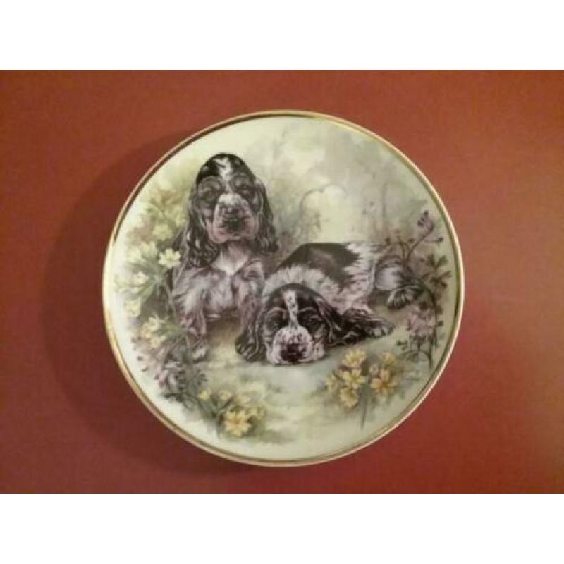 Bordjes Cocker Spaniel