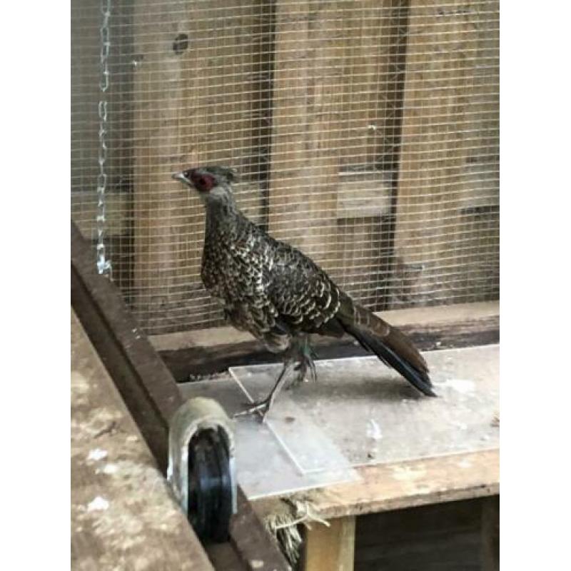 Te koop: Koppel Witkuif fazanten onverwant 2019!!