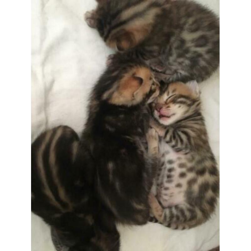 Bengaal kittens