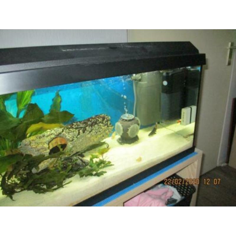 Juwel aquarium 60 L 10 maanden oud compleet ingericht