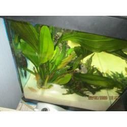 Juwel aquarium 60 L 10 maanden oud compleet ingericht