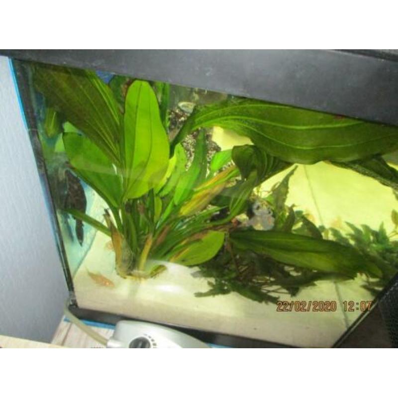 Juwel aquarium 60 L 10 maanden oud compleet ingericht
