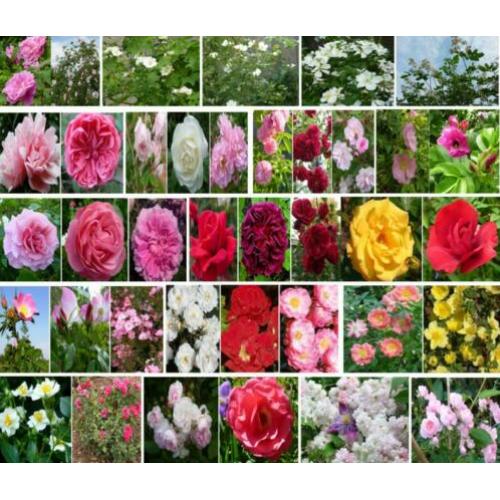 Rozen zaden vres uit eigen tuin struikroos, klimroos, remble