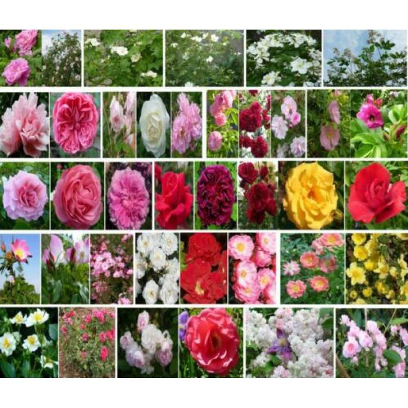 Rozen zaden vres uit eigen tuin struikroos, klimroos, remble