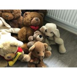 Diverse teddy knuffels ??