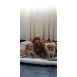 kruising cockapoo pups, cocker spaniel x poedel pups, puppie