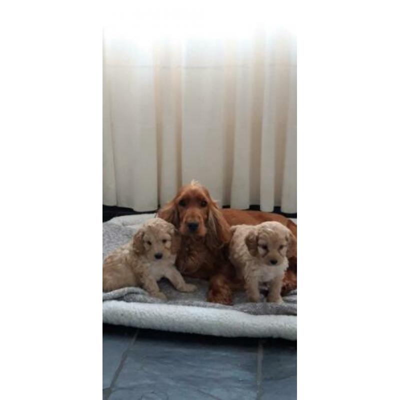 kruising cockapoo pups, cocker spaniel x poedel pups, puppie