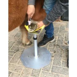 2 delige hoefbok met nieuwe hoefrasp.