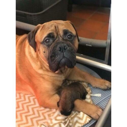 Bullmastiff pups uit Int.kampioen combi