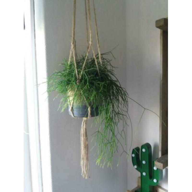 Plantenhangers van jute touw in div.maten. Vanaf 2.50