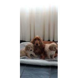 kruising cockapoo pups, cocker spaniel x poedel pups, puppie