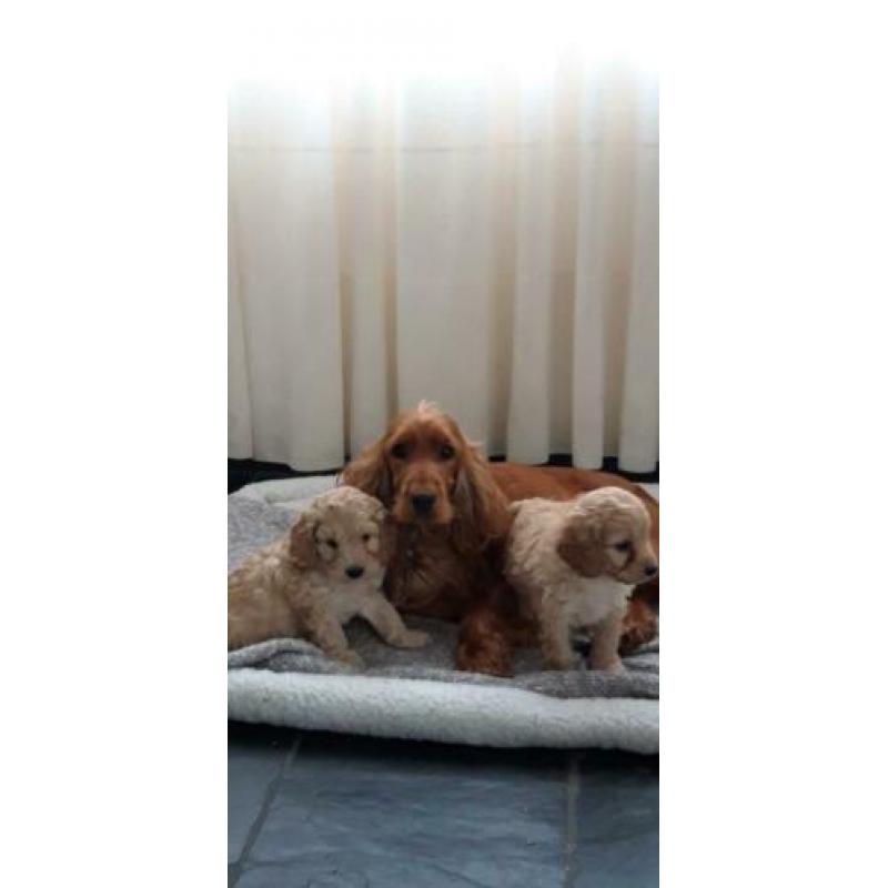 kruising cockapoo pups, cocker spaniel x poedel pups, puppie