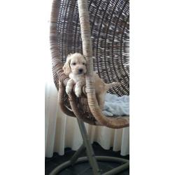 kruising cockapoo pups, cocker spaniel x poedel pups, puppie