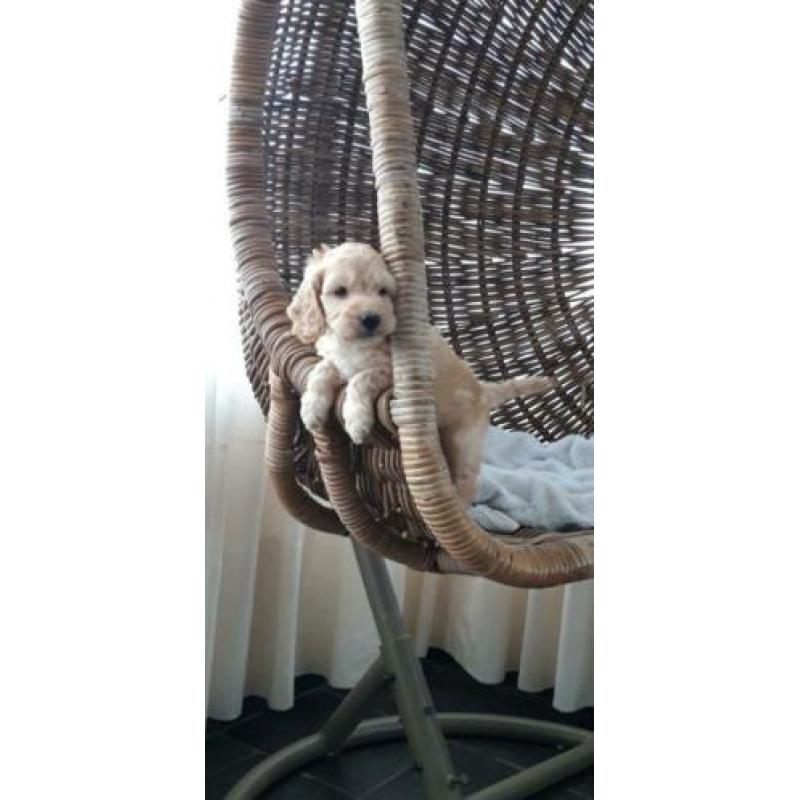 kruising cockapoo pups, cocker spaniel x poedel pups, puppie