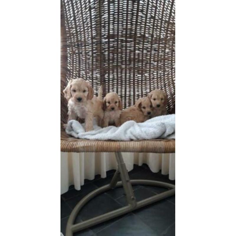 kruising cockapoo pups, cocker spaniel x poedel pups, puppie