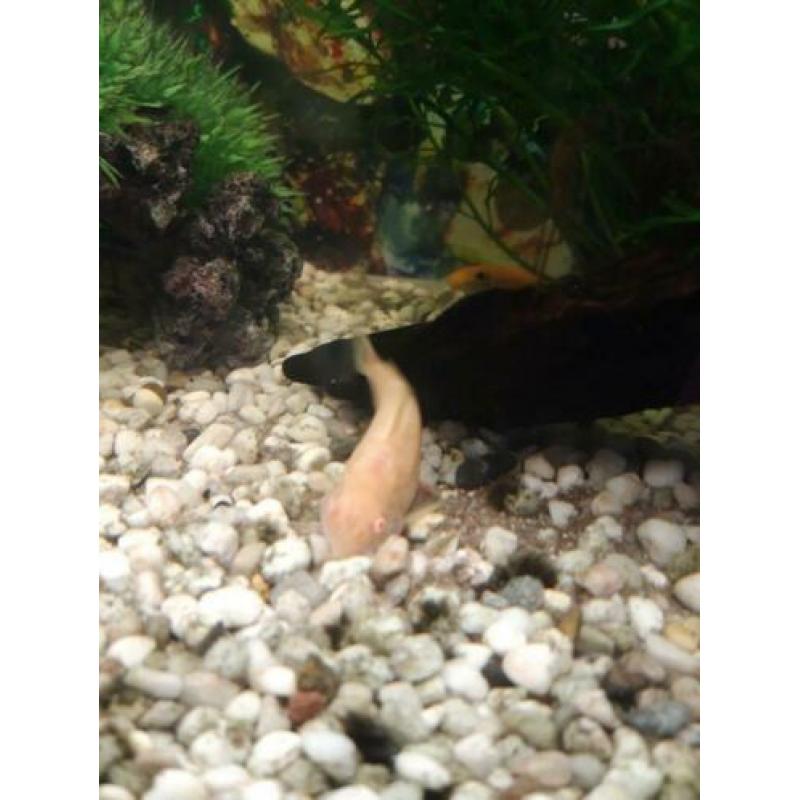 Aquarium 60x30 cm icl vissen te koop