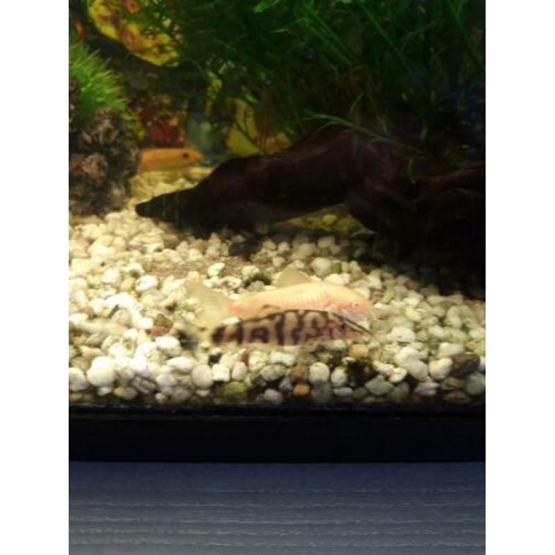 Aquarium 60x30 cm icl vissen te koop