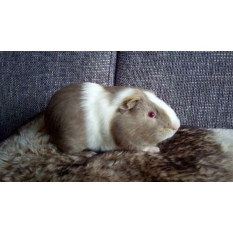 2 hele mooie cavia beertjes
