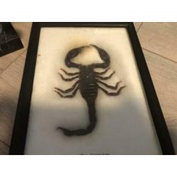 Leuke partij kleine verzamel items