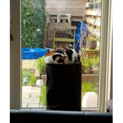 Joy zoekt rustig huis met tuin