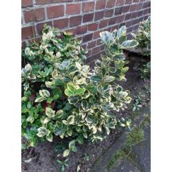 Kardinaalsmuts.(euonymus) 5 stuks.