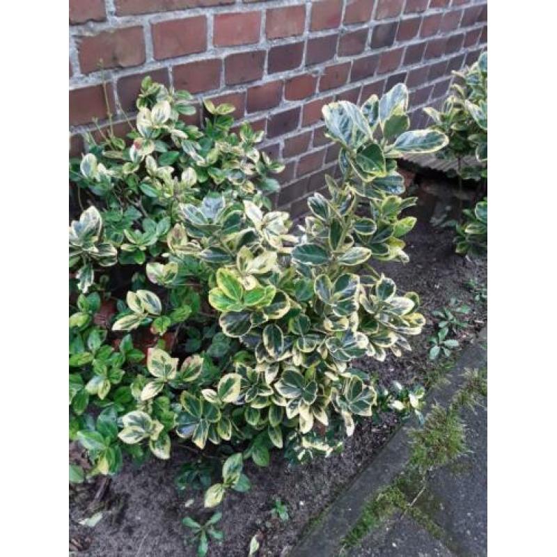 Kardinaalsmuts.(euonymus) 5 stuks.