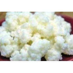 Biologische Melk Kefir