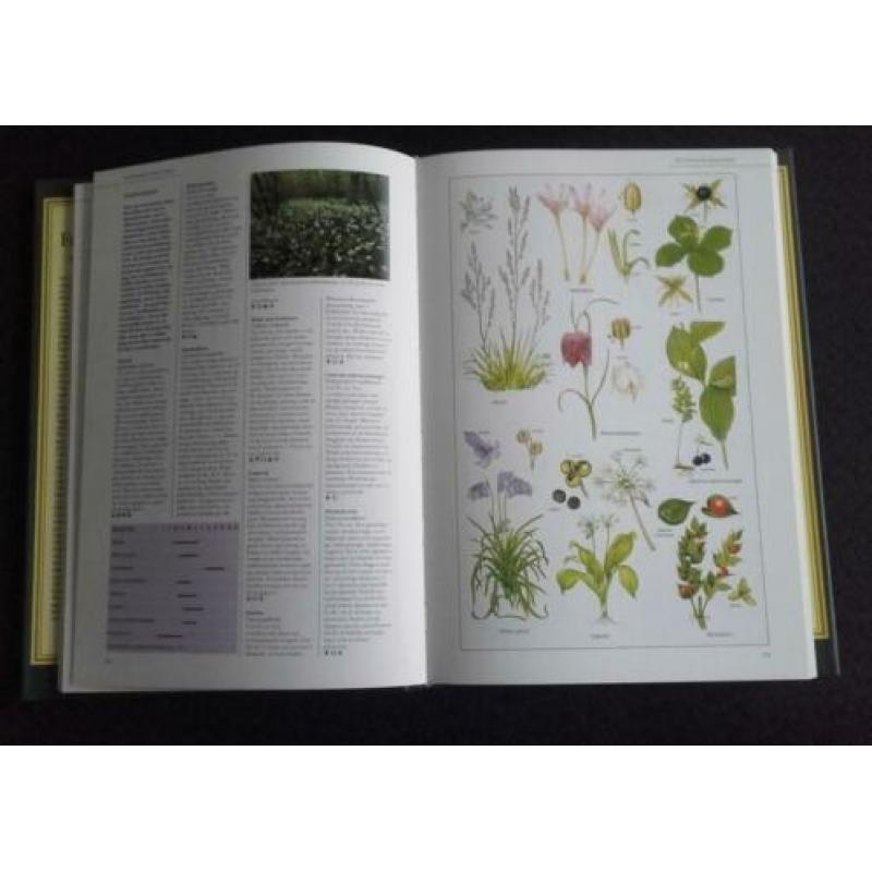 flora & fauna van Europa in kleur - Thieme Michael Chinery