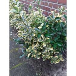 Kardinaalsmuts.(euonymus) 5 stuks.