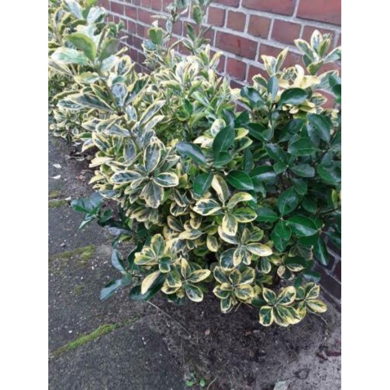 Kardinaalsmuts.(euonymus) 5 stuks.