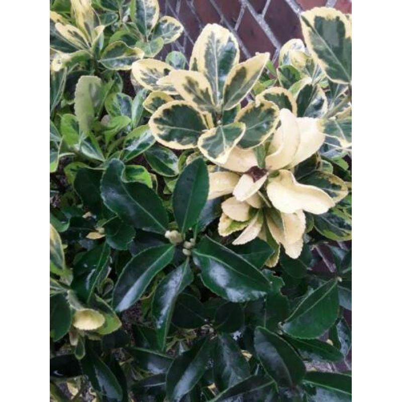 Kardinaalsmuts.(euonymus) 5 stuks.