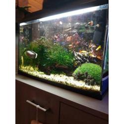 Aquarium 60x30 cm icl vissen te koop