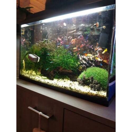 Aquarium 60x30 cm icl vissen te koop