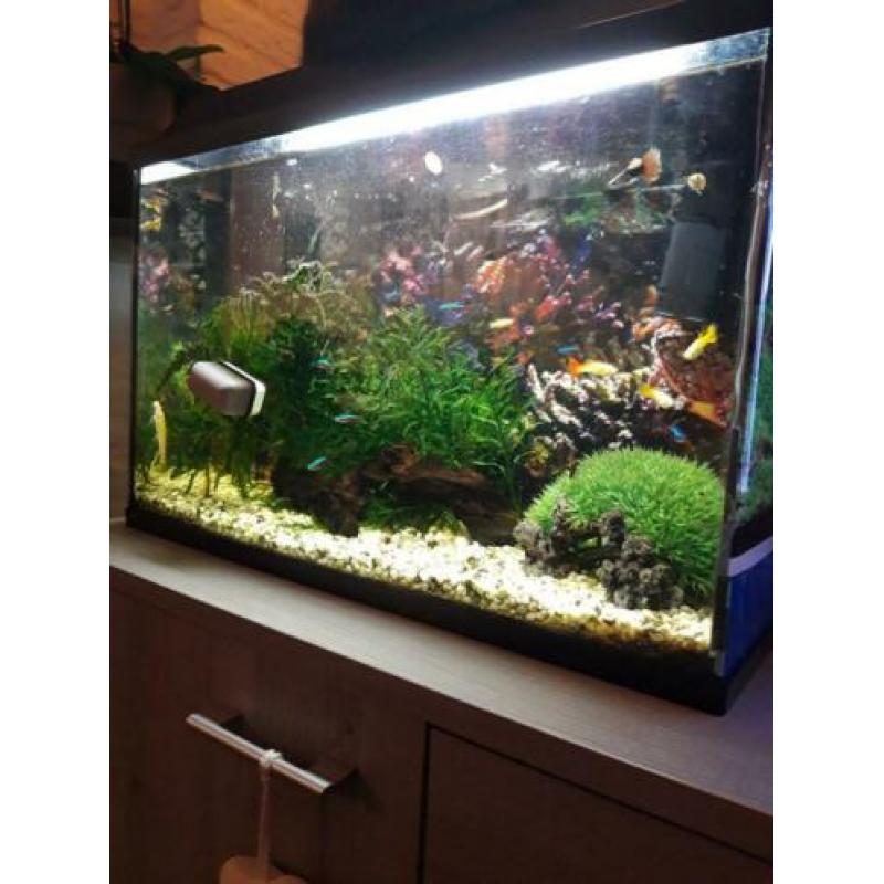 Aquarium 60x30 cm icl vissen te koop