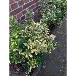 Kardinaalsmuts.(euonymus) 5 stuks.