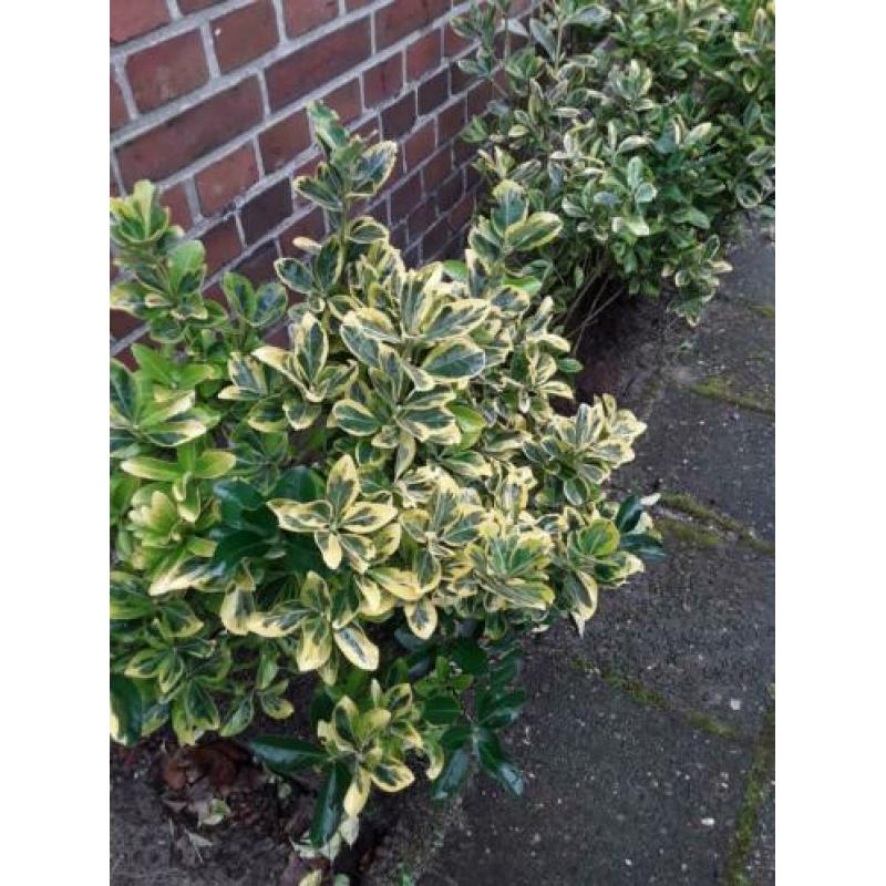 Kardinaalsmuts.(euonymus) 5 stuks.