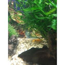 Aquarium 60x30 cm icl vissen te koop