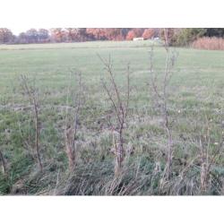 Pruimenboom, enkel boerenwit