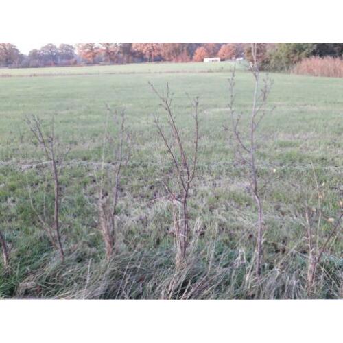 Pruimenboom, enkel boerenwit