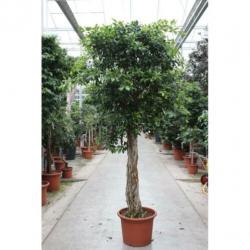 Ficus 'nitida' 290-300cm art48961