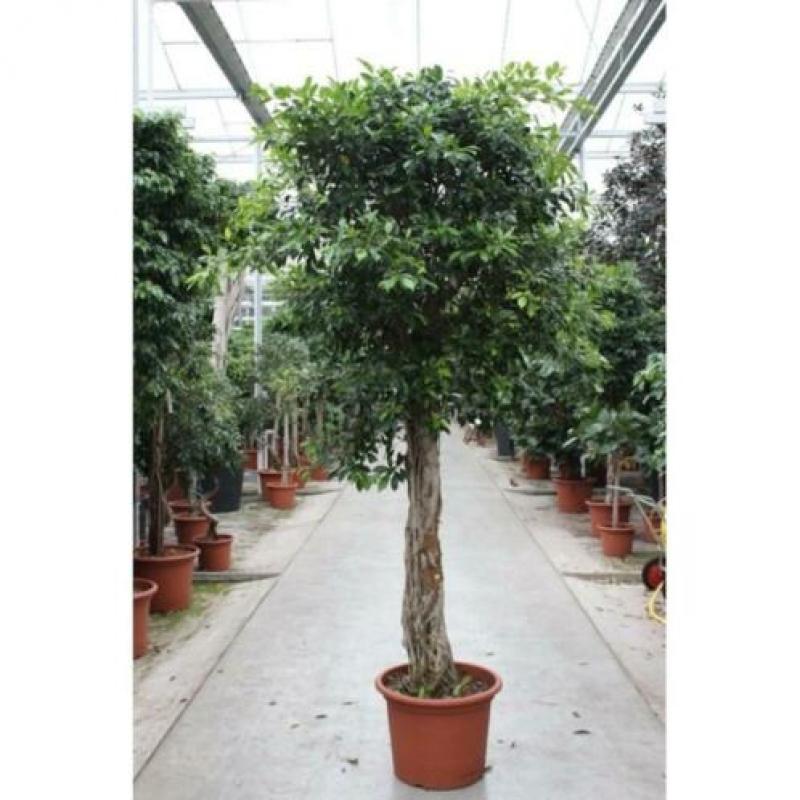 Ficus 'nitida' 290-300cm art48961