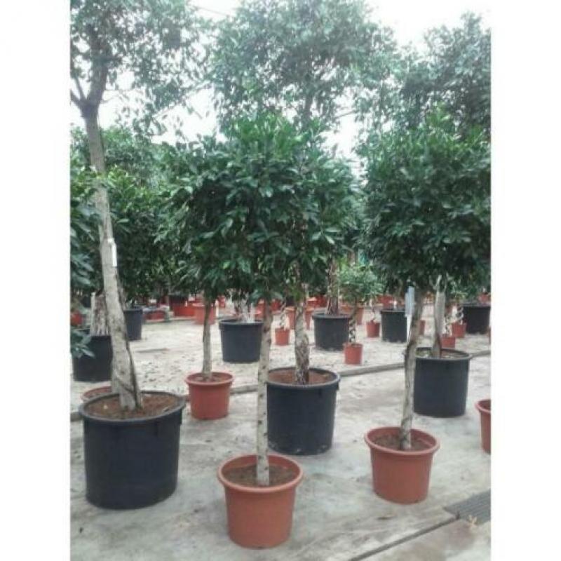 Ficus 'nitida' 290-300cm art48961