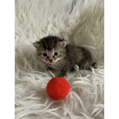 Kittens ( halve ragdoll) poesjes
