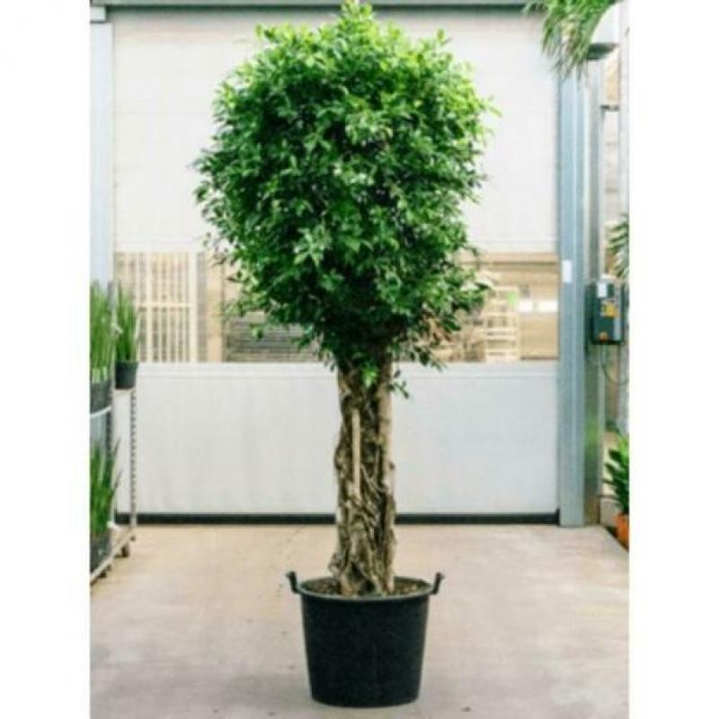 Ficus 'nitida' 290-300cm art48961