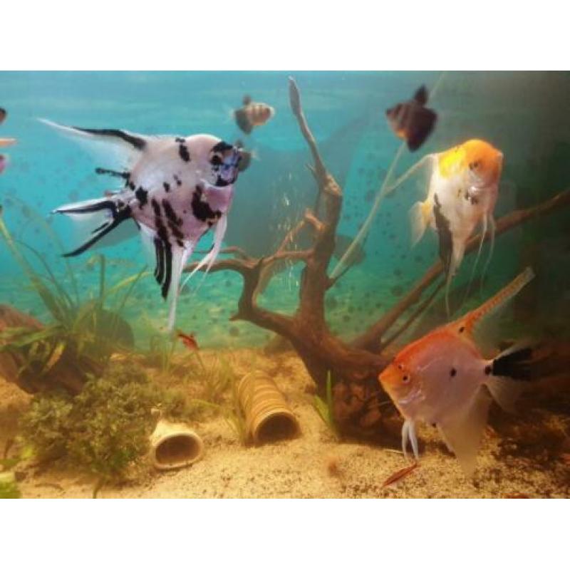 5 grote Maanvissen te koop